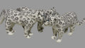 Gobi Snow Leopard