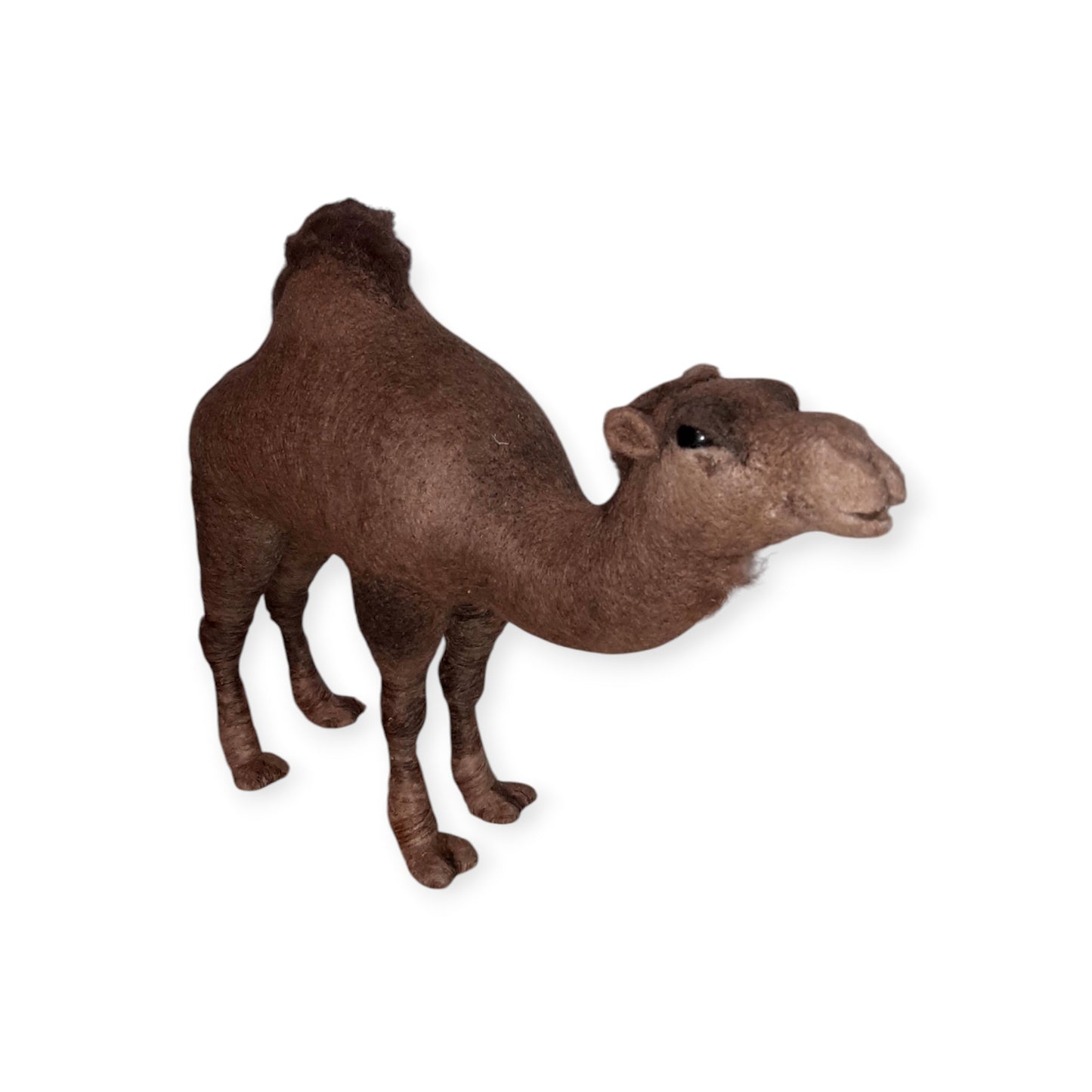 Middle Eastern Dormidary