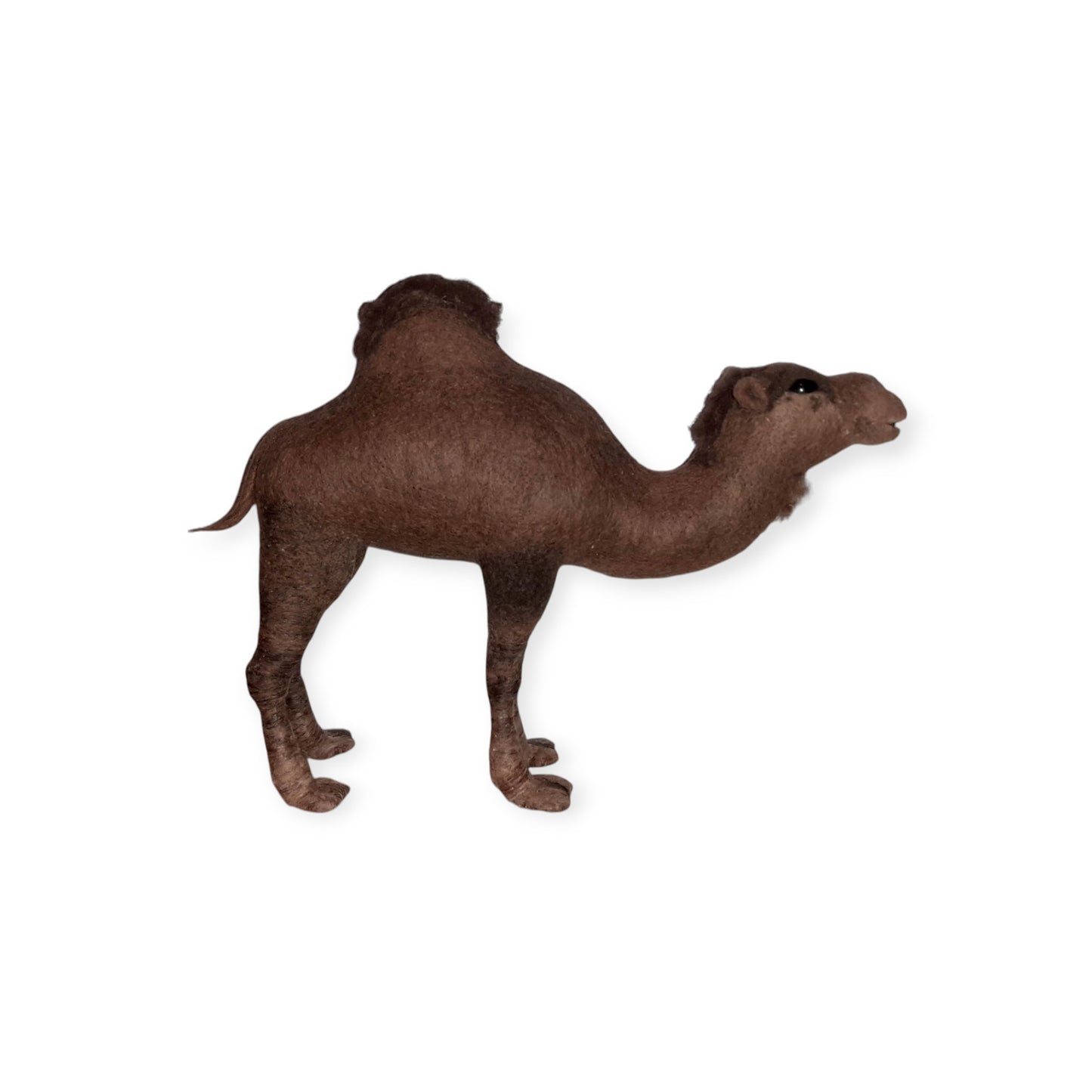 Middle Eastern Dormidary