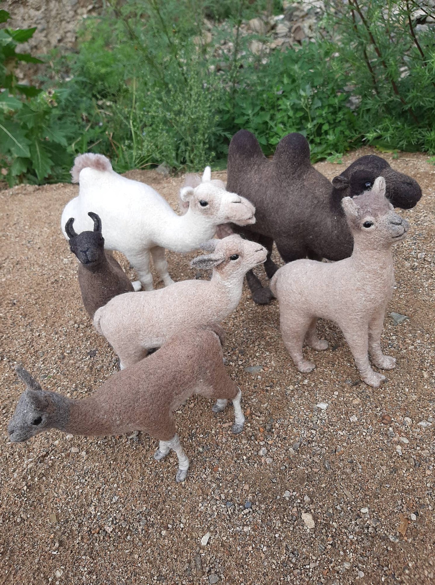 South American Llama
