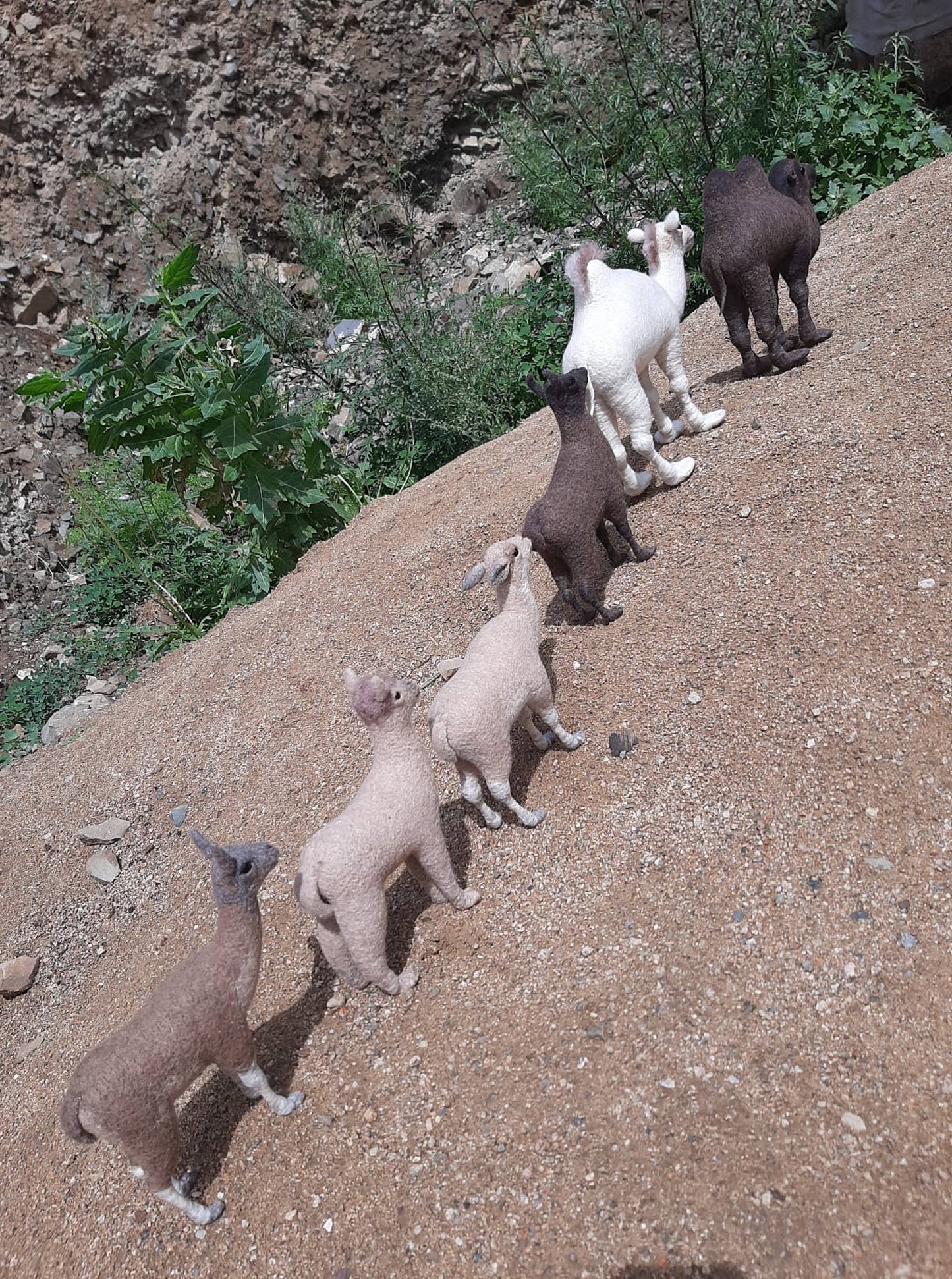 South American Llama