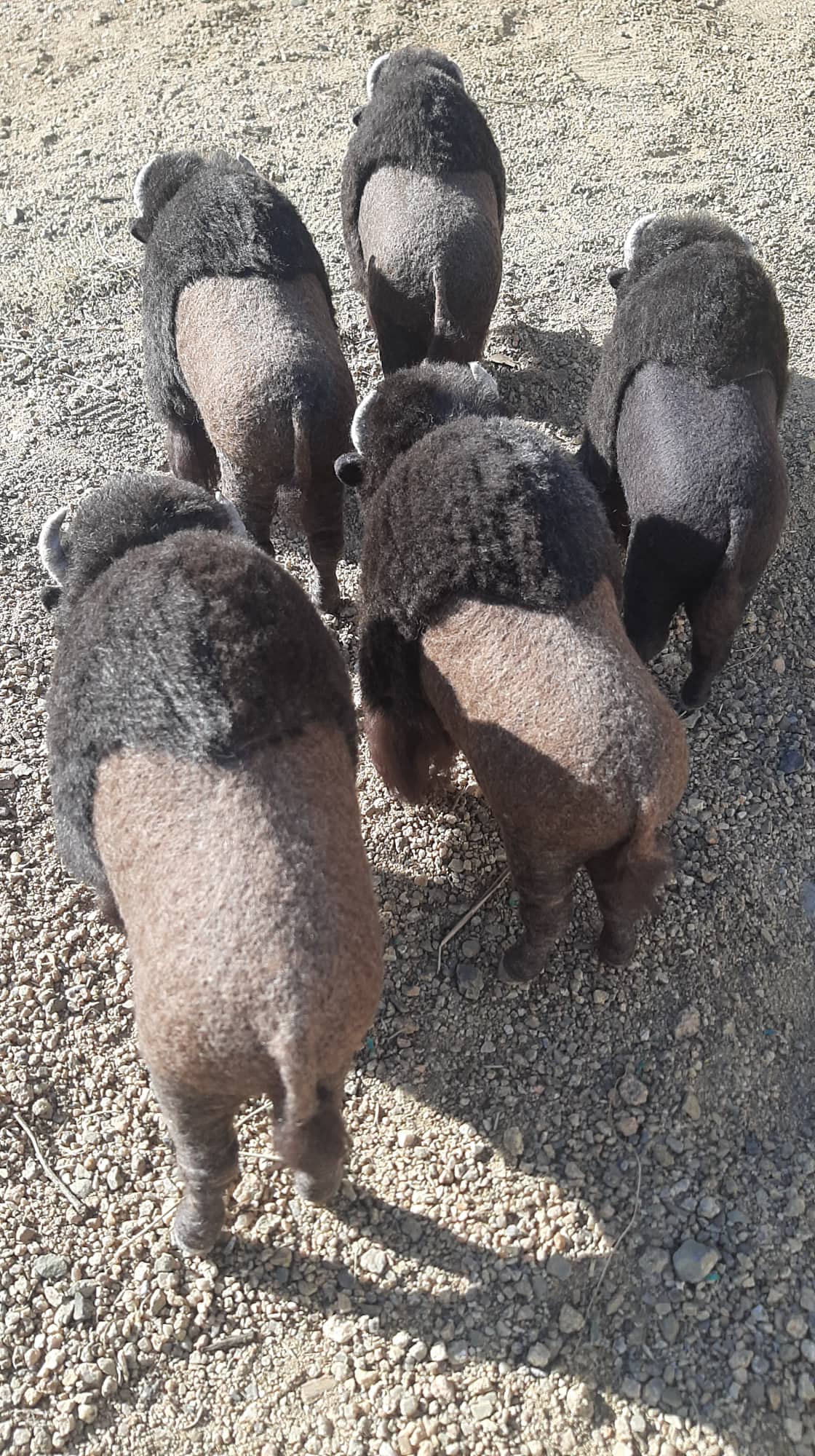 American Buffalo