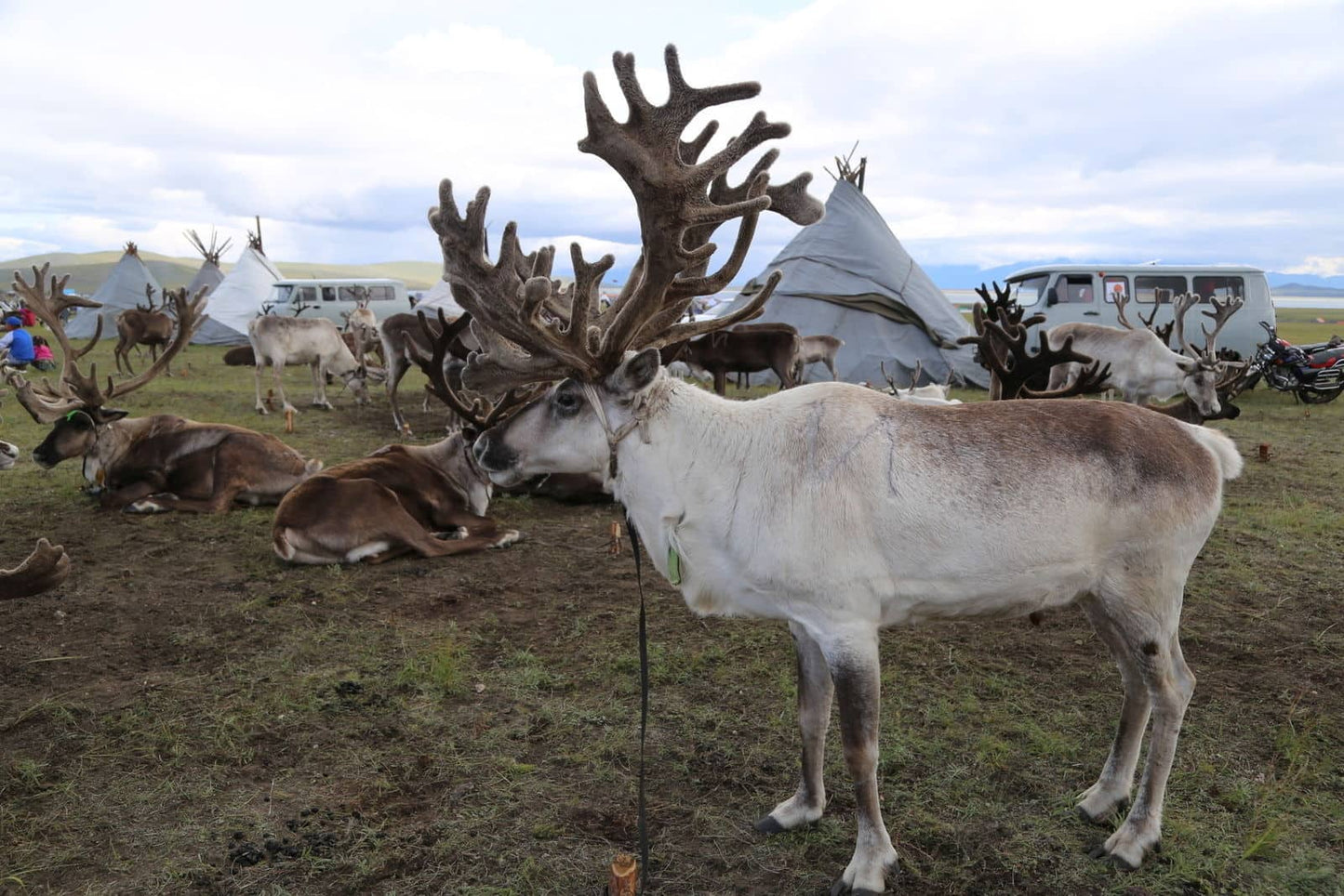 Mongolian Reindeer