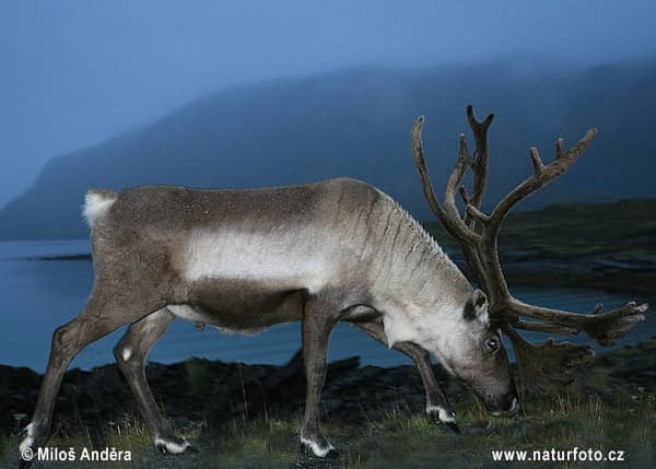 Mongolian Reindeer