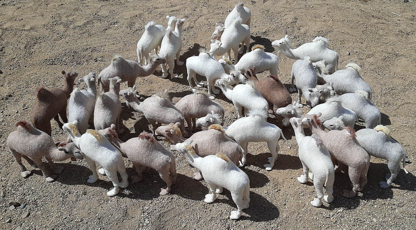 Middle Eastern Dormidary