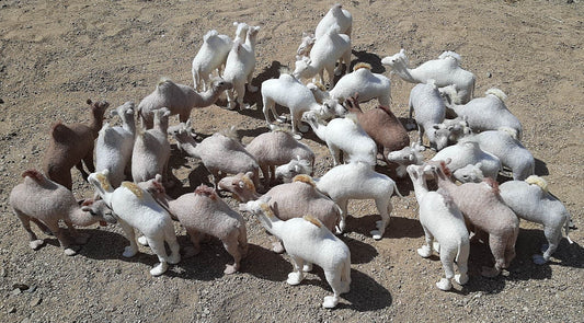 Middle Eastern Dormidary