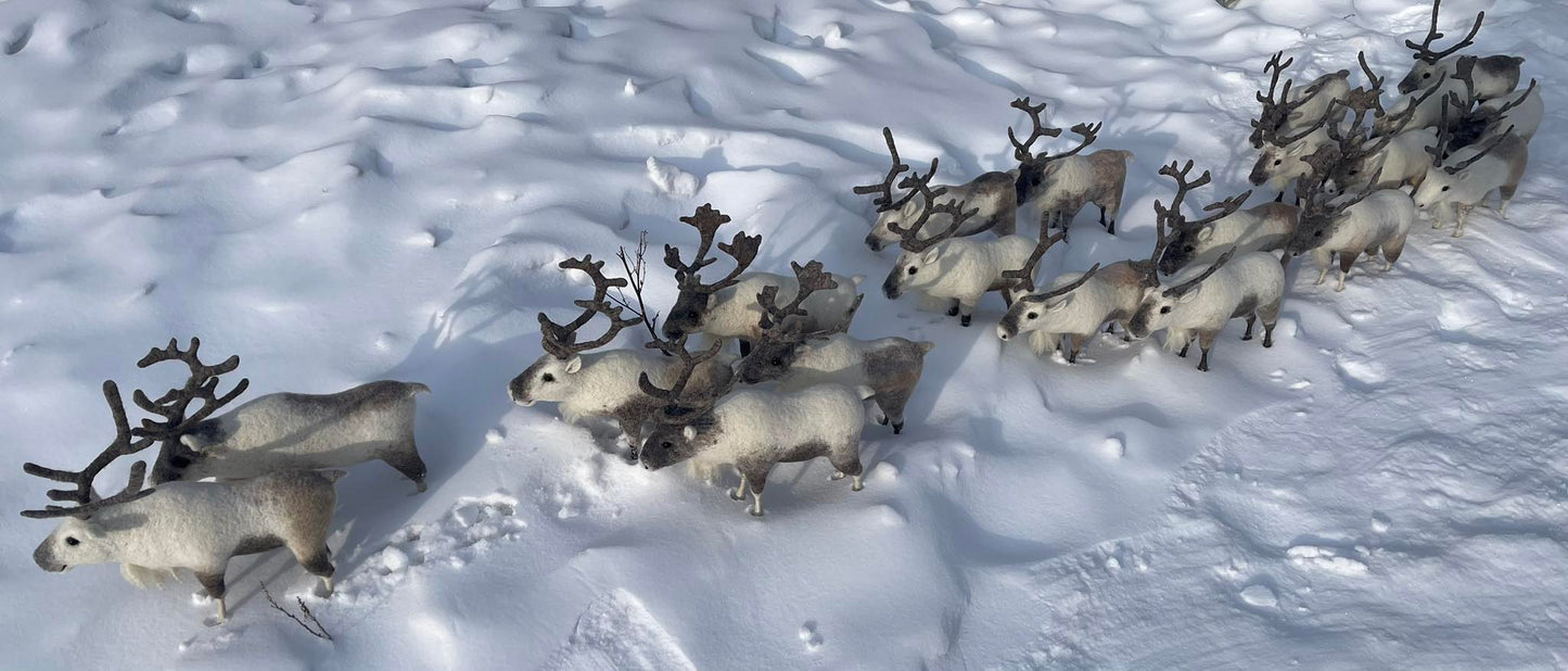 Mongolian Reindeer