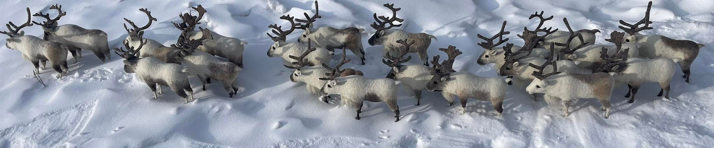 Mongolian Reindeer