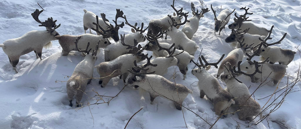 Mongolian Reindeer