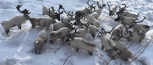 Mongolian Reindeer