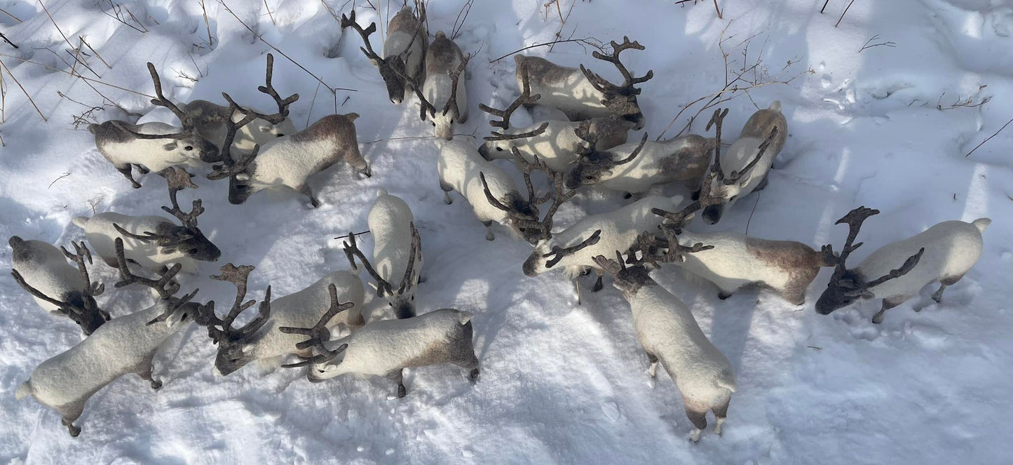 Mongolian Reindeer