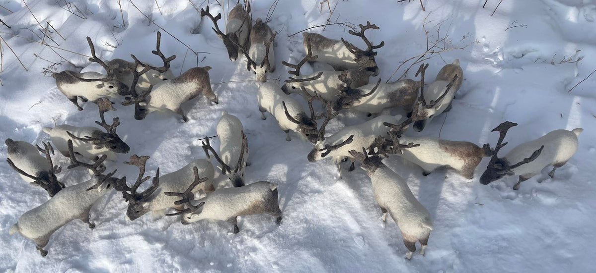 Mongolian Reindeer