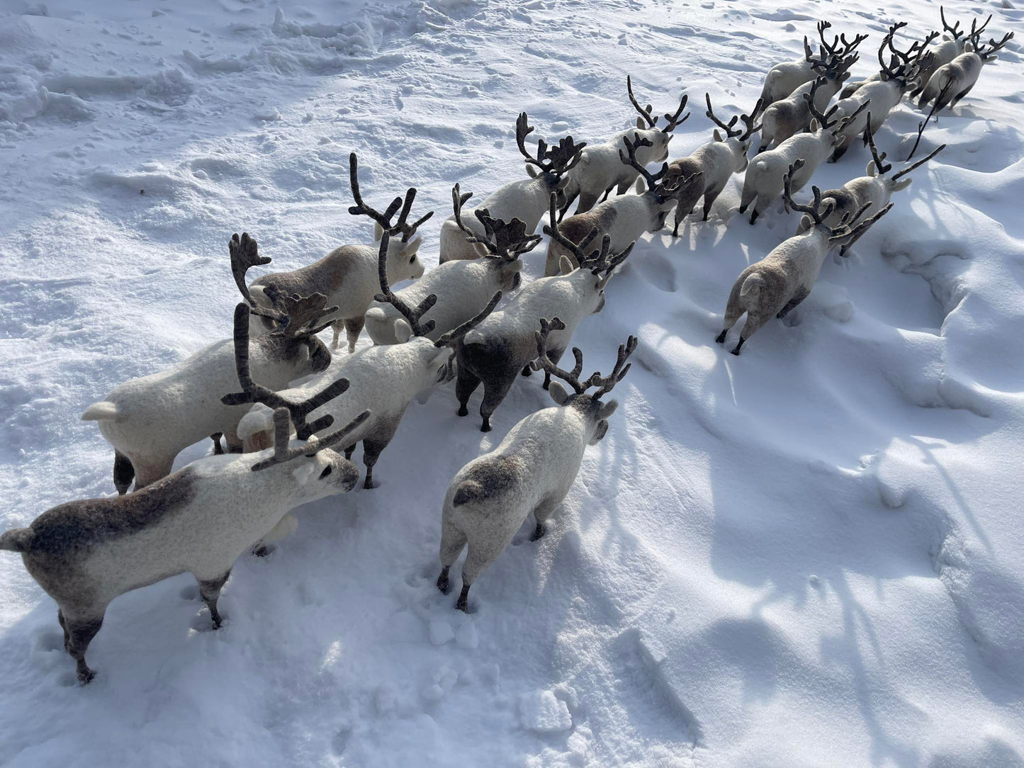 Mongolian Reindeer