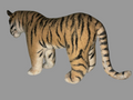 Indian Bengal Tiger
