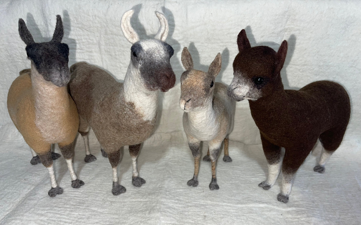 South American Llama