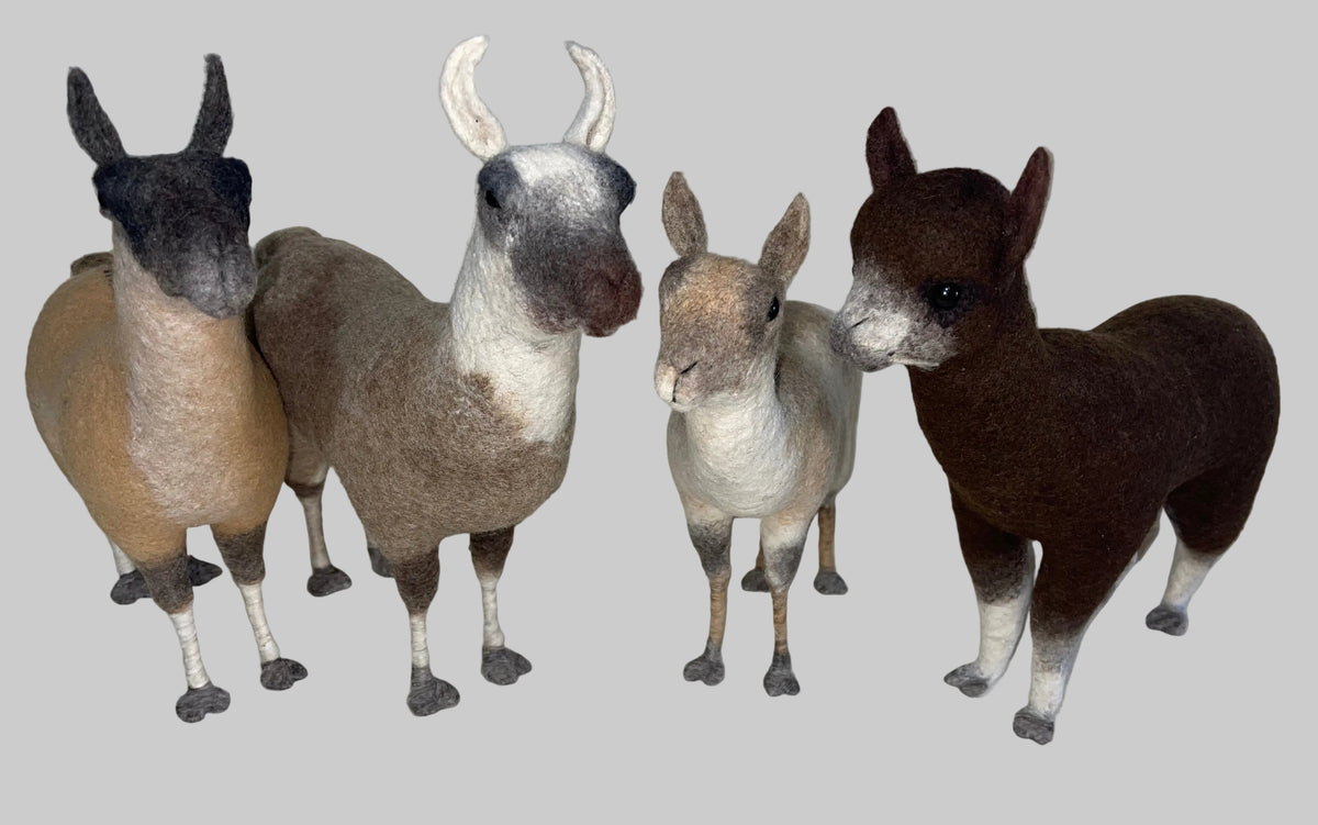 South American Llama