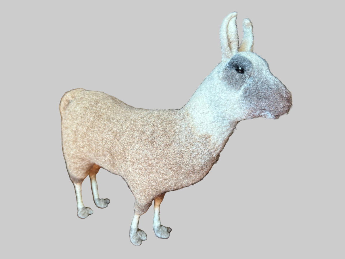 South American Llama