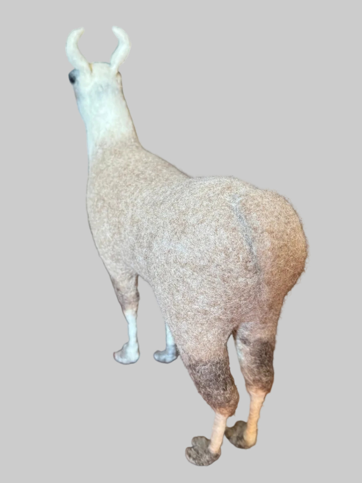 South American Llama