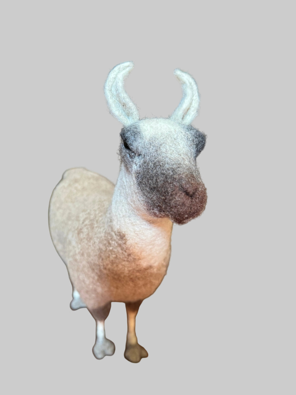 South American Llama