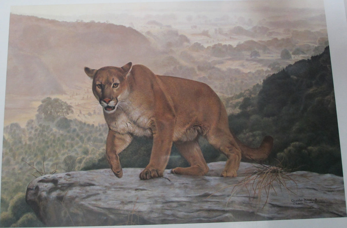 Shasta