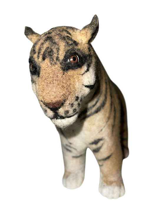Indian Bengal Tiger